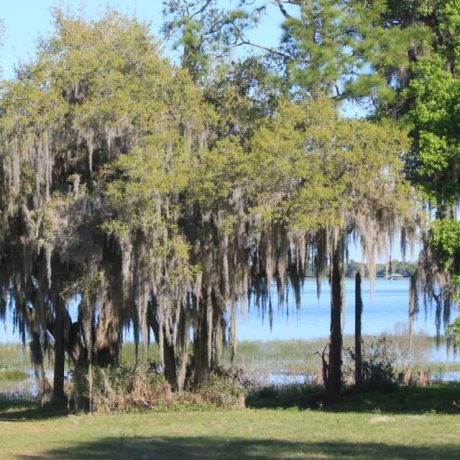 A serene image of Lake Letta at sunset, surrounded by lush greenery, representing the peaceful and scenic atmosphere at Lake Letta RV Park in Avon Park, FL.